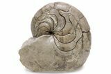 Fossil Nautilus (Aturia) - Boujdour, Morocco #232736-1